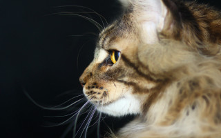 Longhaired cat macro photorealistic felix - a black background behind free wallpaper