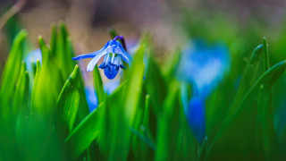 Blue flower green grass background - blue flower free wallpaper for desktop