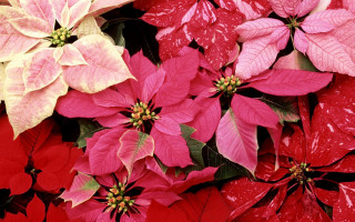 Poinsettias floral butterfly lily puzzle - close free wallpaper