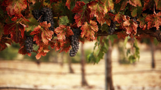 Grapes branch leaves autumn blurry - vine free wallpaper