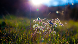 Sunlit field grass flowers bokeh - the sunlight free wallpaper