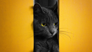Black cat yellow eyes peeking - pop art free wallpaper