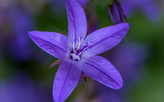 Purple flower macro fairy butterfly - this picture free wallpaper