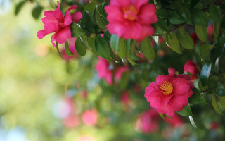 Pink flower closeup bokeh leaves 2 - a pink flower free wallpaper