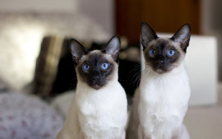 Siamese cats blue eyes photorealistic - a bed free wallpaper