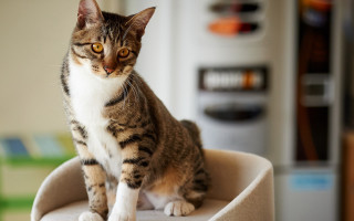 Cat chair kitchen blurry background - a cat free wallpaper