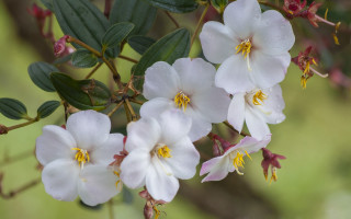 White flowers green leaves blurry - white flower free wallpaper