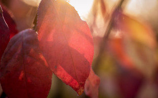 Red leaf autumn sunshine macro - a red leaf free wallpaper