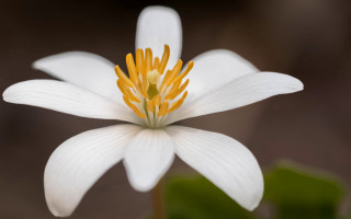 White flower yellow stamens macro - simple free wallpaper