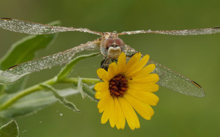 Bug flower dew macro ecological - dew free wallpaper