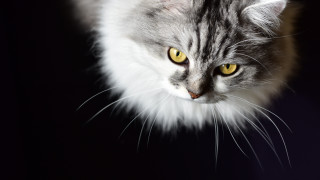 Cat yellow eyes wolf rococo - yellow eye free wallpaper