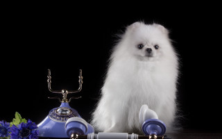 White dog blue lamp blue - christopher williams free wallpaper for desktop