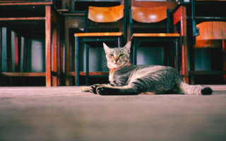 Cat laying front row chairs - the ground in front free wallpaper for desktop