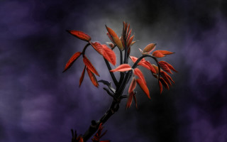Red flowered plant purple sky - rich moody colour free wallpaper