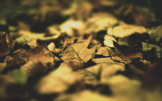 Autumn leaves blurry bokeh nature - the ground together free wallpaper