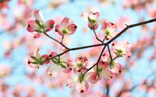 Pink flowers green leaves blurry 2 - a blue sky background free wallpaper