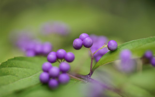 Purple flower closeup macro bokeh 2 - a close up of a plant free wallpaper for desktop