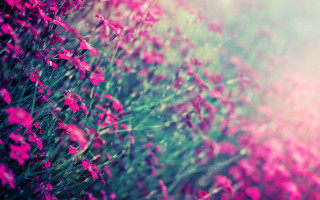 Pink flowers blurry background green - green grass free wallpaper