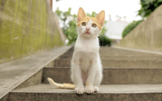 Curious cat on stairs photorealistic - a set of stairs free wallpaper