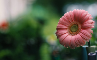 Pink flower vase green stem - romanesque free wallpaper