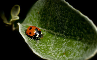 Ladybug greenleaf macro night halloween - a lady bug free wallpaper