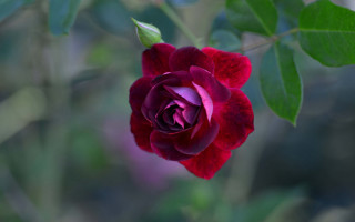 Red rose green leaves macro 4 - a red rose free wallpaper