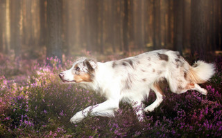 Dog field purple flowers woods - purple flower free wallpaper for desktop