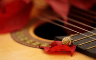 Guitar redflower macro blurry depthoffield - a red flower free wallpaper