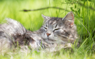 Sleeping cat in grass bokeh - its head free wallpaper