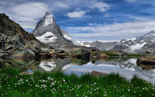 Mountain lake flower grass snowy - peak in the background free wallpaper for desktop