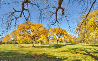 Autumn park bench yellow leaves - arlington nelson lindenmuth free wallpaper