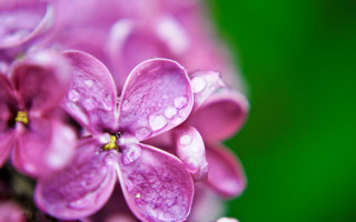 Purple flower water droplets macro 7 - a yellow center free wallpaper