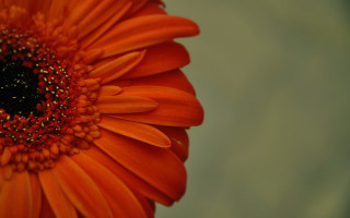 Bright orange flower macro green - orange flower free wallpaper