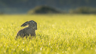 Rabbit field sunset grass dandelion - a blurry background of grass free wallpaper
