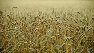 Wheat field tiltshift grain magiccircle - heavy grain free wallpaper for desktop