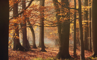 Forest bench autumn leaves city - autumn free wallpaper for desktop