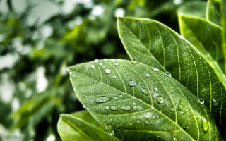 Green leaf water droplets bokeh 10 - a green leaf free wallpaper