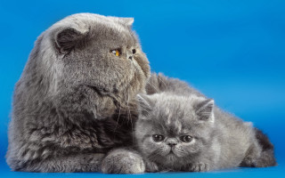 Cat kitten blue background photorealism - a blue background behind them free wallpaper