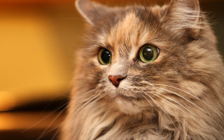Cat green eyes closeup rococo - green eye free wallpaper