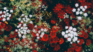 Red white flower field bee - elinor proby adams free wallpaper