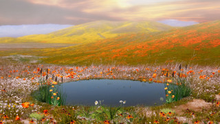 Field pond flowers mountain sunset - a painting of a field free wallpaper