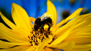 Bee yellowflower bluebackground macro sunset - a bee free wallpaper