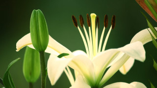 White flower green background brown - a green background in the background free wallpaper