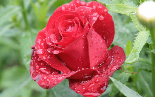 Red rose water droplets macro 22 - a green stem free wallpaper