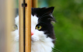 Black white cat green eyes 10 - rule free wallpaper