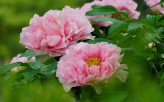 Pink flowers bush green leaves - choi buk free wallpaper for desktop