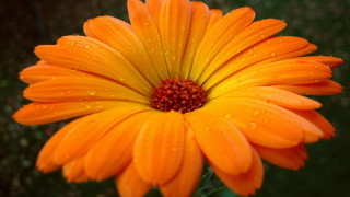 Flower water droplets orange sunflower - a green background behind free wallpaper for desktop