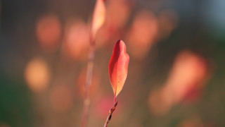 Red flower macro bokeh shallow 2 - a blurry background of flowers free wallpaper