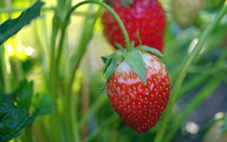 Strawberries garden closeup bokeh macro - green leaf and a blurry background free wallpaper