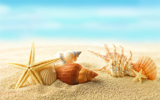 Starfish shells beach sand blue - a sandy beach free wallpaper for desktop